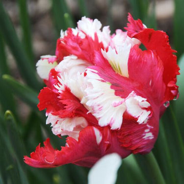 Parrot Tulip 'Estella Rijnveldt' Tulip Bulbs (Parrot Tulips)
